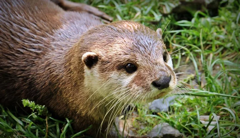 Le sentier de la loutre