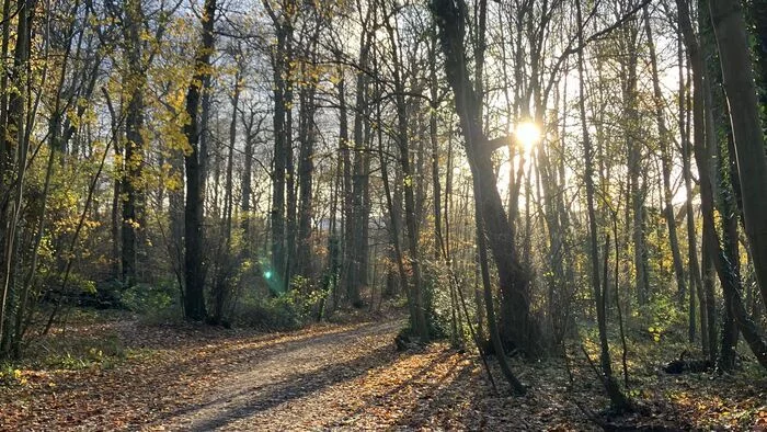 Bain de forêt à Meudon