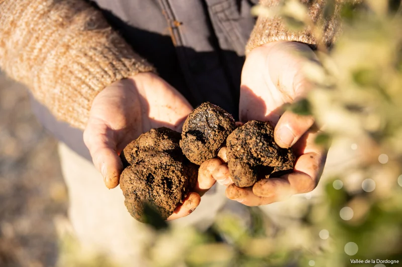 Marché aux Truffes de Souillac
