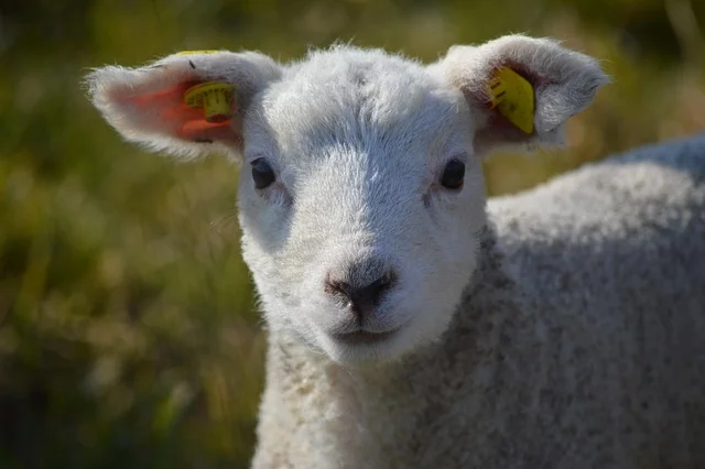 L'Eté à la ferme : la ferme de Fages