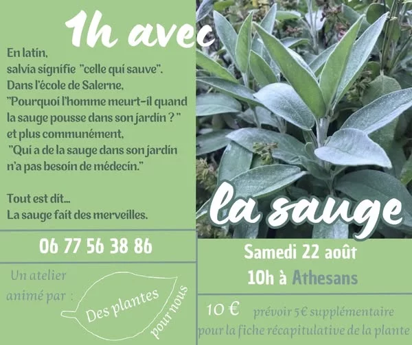 La sauge - Atelier Des plantes pour nous