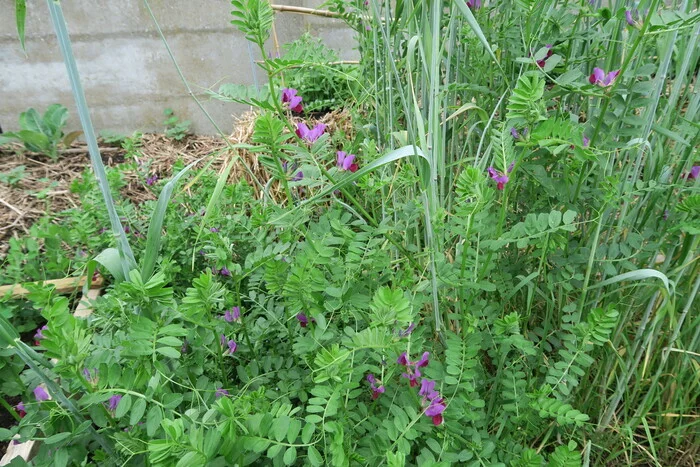 Jardinons ! Atelier "Semer des engrais verts au potager"