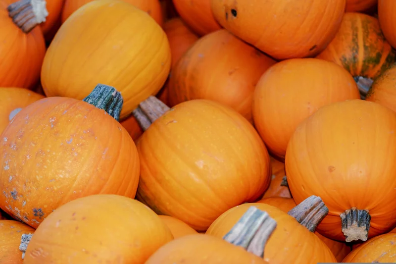 Atelier cuisine de pâtes à tartiner de courges