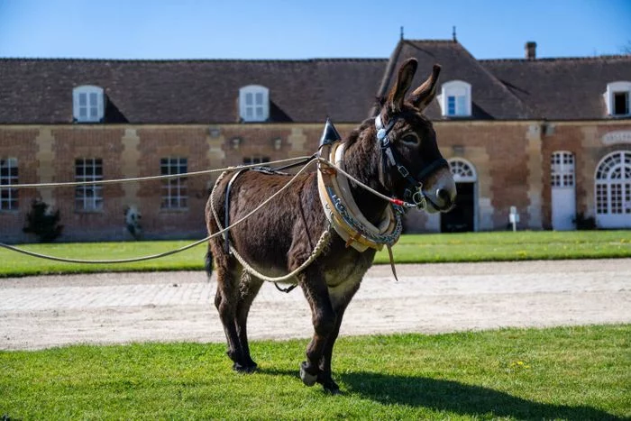 Démonstrations des chevaux et ânes de Normandie
