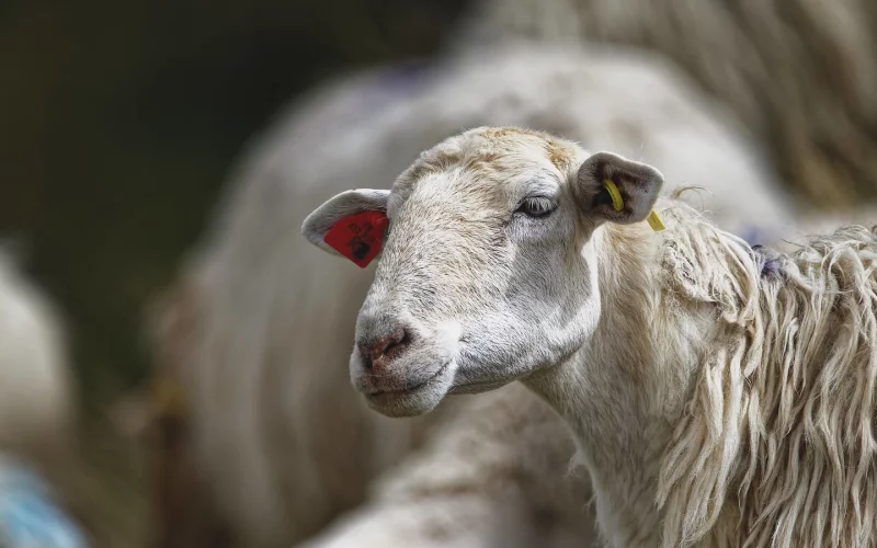 Randonnée accompagnée : A la découverte du fromage de brebis, des pâturages à la dégustation