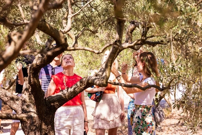 Visite guidée de l'Odyssée de l'Olivier