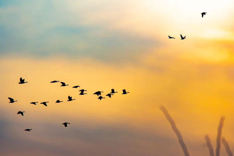 Journée Mondiale des oiseaux migrateurs