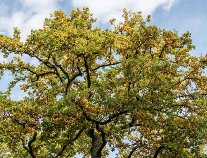 Histoires en familles : Auprès de mon arbre