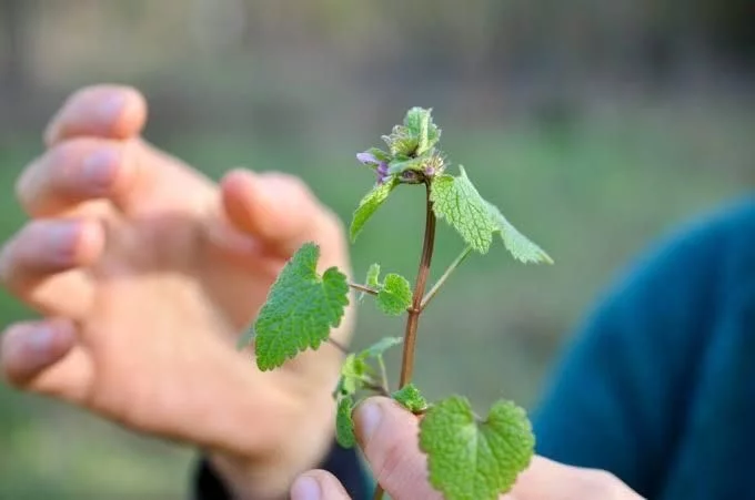 Les plantes sauvages de la Coulée Verte