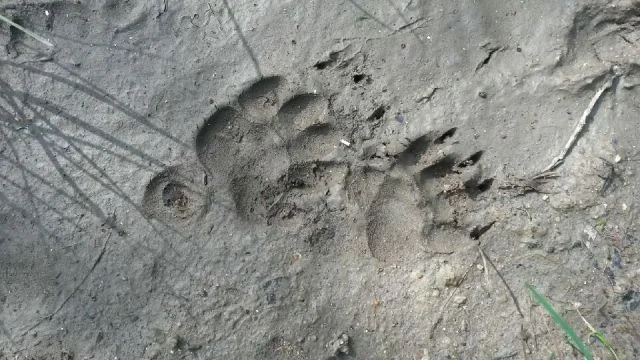 Pisteurs de la vie sauvage