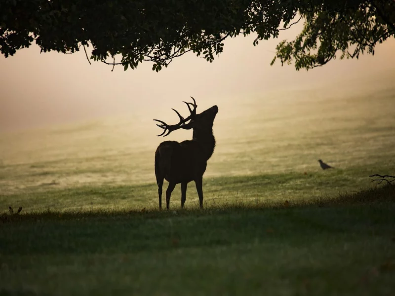 SOIRÉE BRAME DU CERF