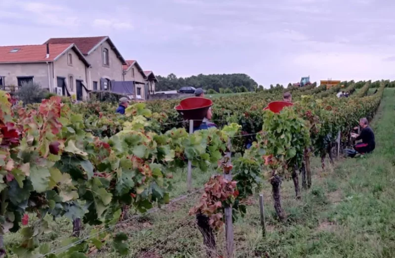 Fête des vendanges au vignoble Au pas du Cheval
