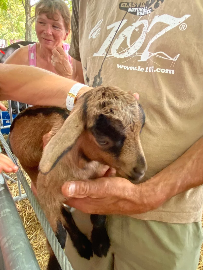 Foire aux bestiaux et à l'agriculture locale