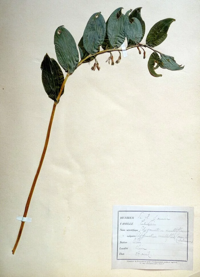 Découverte de l'herbier de Ferdinand Jamin