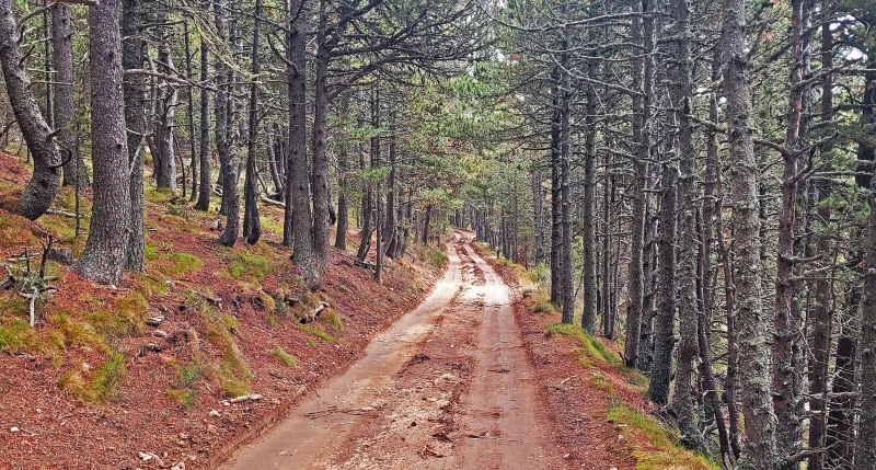 VISITE COMMENTEE DE LA FORÊT DE LA MATTE