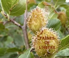 Les fruits oléagineux et condimentaires en automne