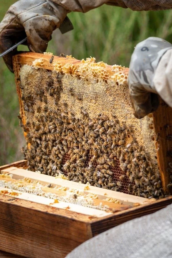À la découverte des abeilles avec Apis Mellona