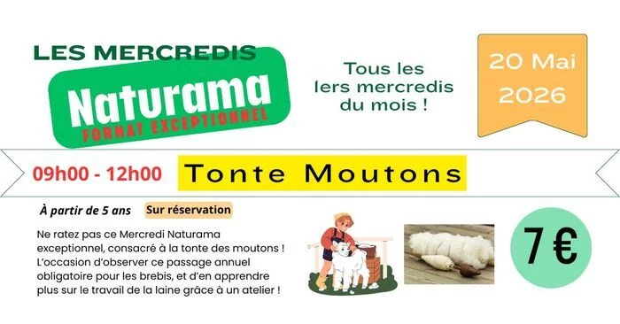 Tonte moutons et Atelier laine - Le Mercredi Naturama Spécial du 20 mai 2026