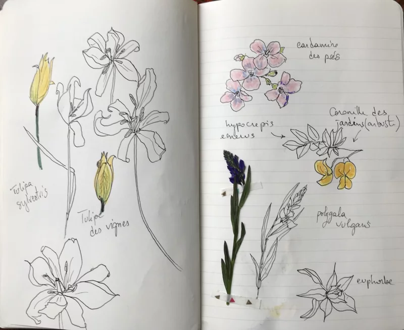 Balade botanique dessinée