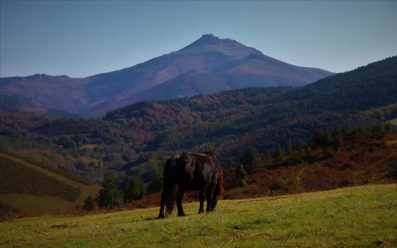 Randonnée accompagnée : Le pottok, cheval basque