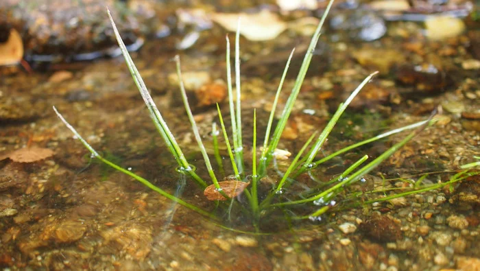 A la recherche de l'Isoète à spores épineuses et d'autres espèces d'intérêt patrimonial de l'Etang de Sagnat et bords de Gartempe