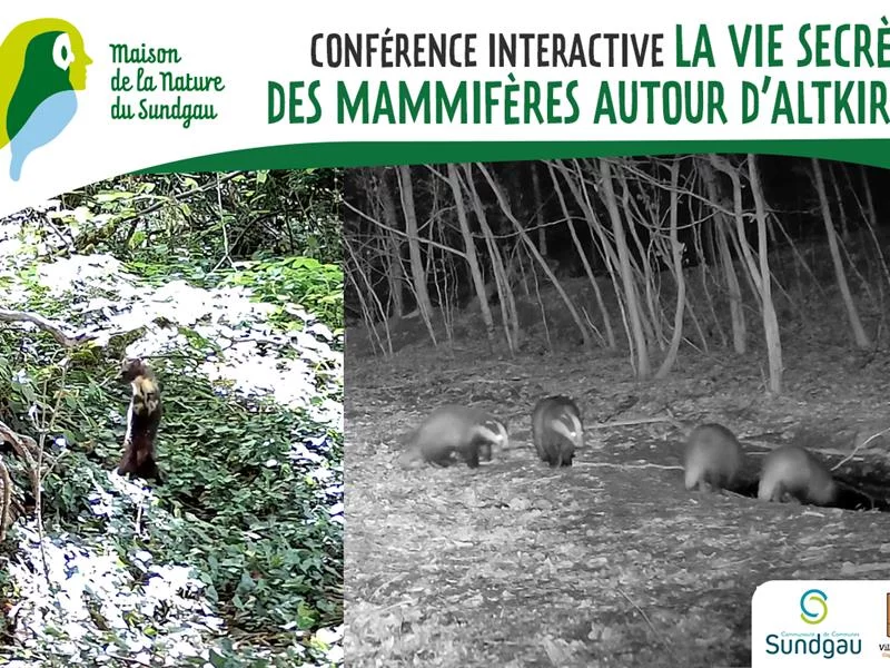 Conférence interactive - La vie secrète des mammifères autour d'Altkirch