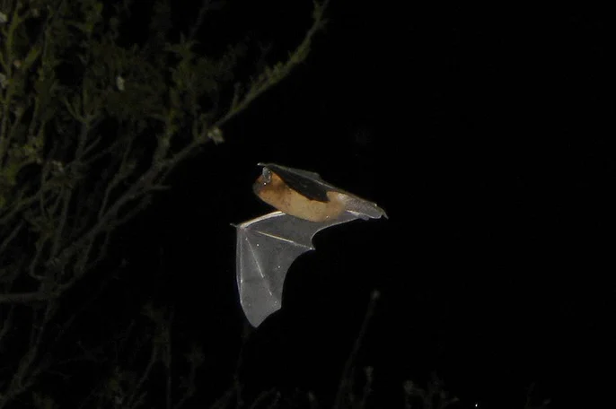 Nuit de la chauve-souris aux Mines d'Argent