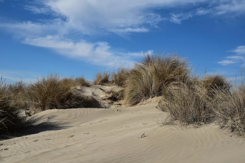 Visite guidée du sentier de la dune - CPIE