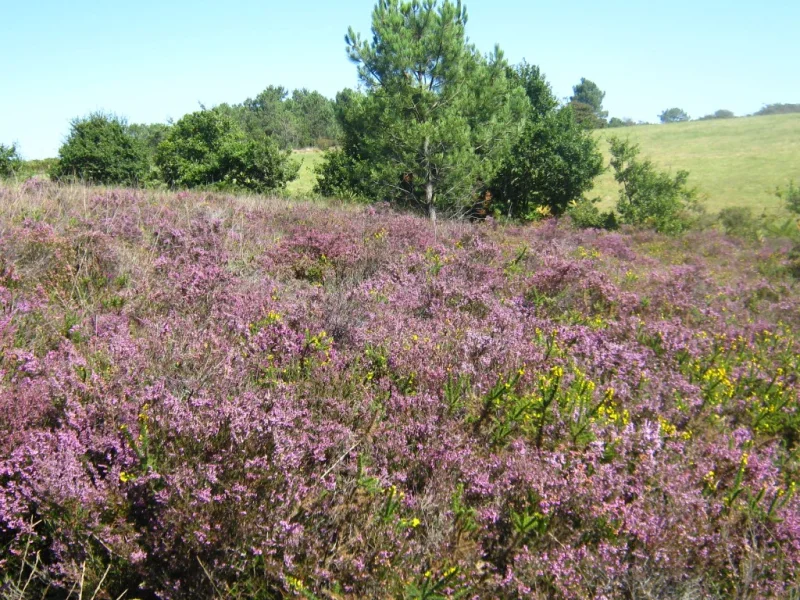 Petit aventurier dans les landes