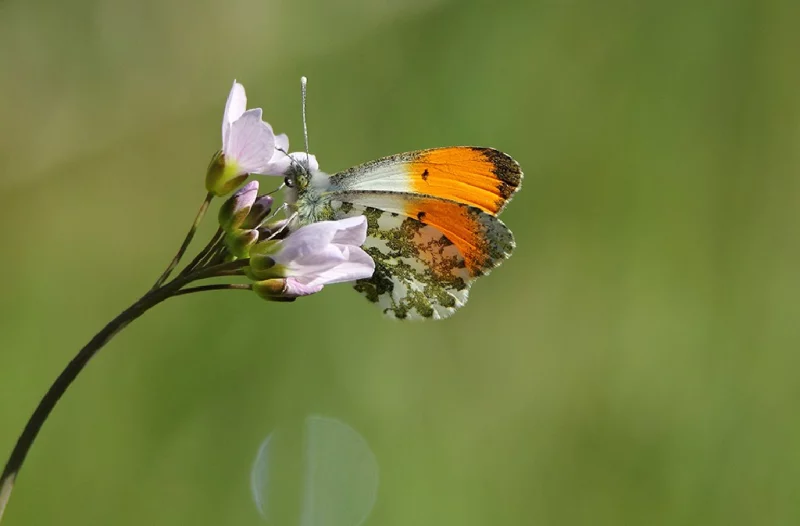 Balades Cultures et Nature : Cadouin: quand les moines observent les insectes