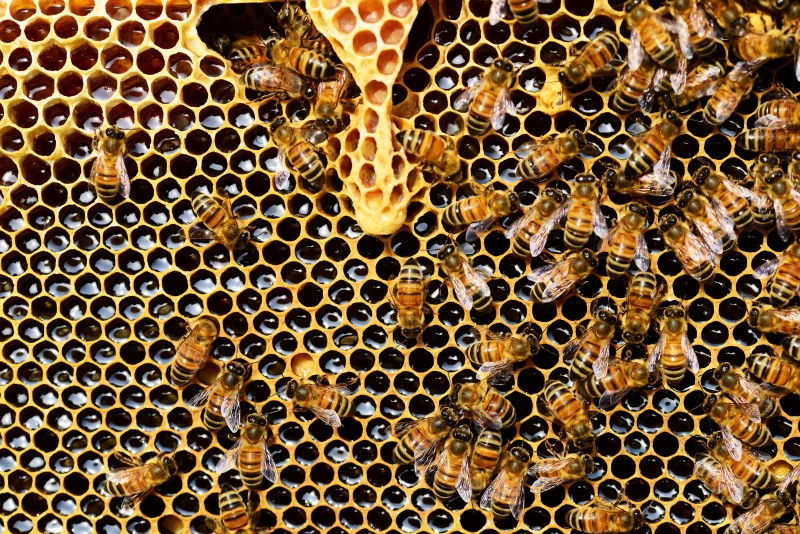 EXPOSITION : NUMA BASTIDE 2026 – LA PASSION DE L'APICULTURE
