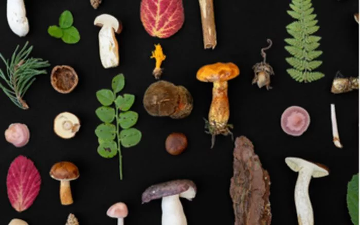 Conférence animation sur les champignons et spectacle d’ombromagie