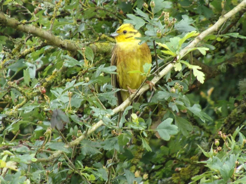 Sortie oiseaux des bords de Loire : Je suis un oiseau, je voyage … ou pas ?