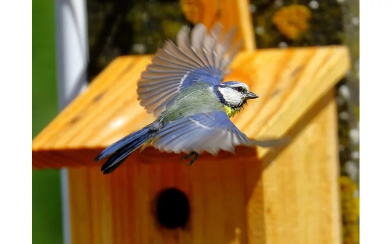 Sous les ailes des oiseaux migrateurs