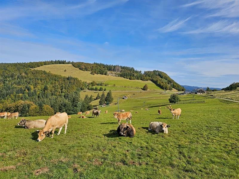 Forêts du Rouge Gazon