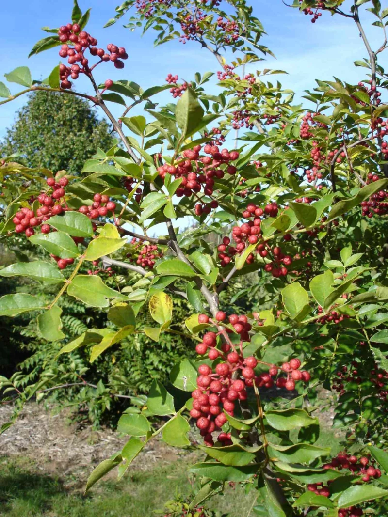 Animation : les arbres et arbustes comestibles - Arboretum de la Petite Loiterie