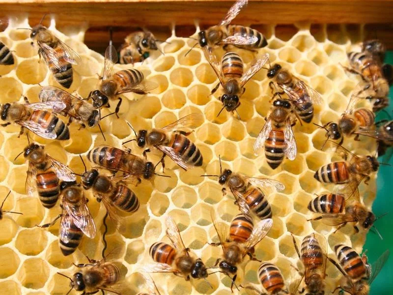 Congrès et exposition d'apiculture