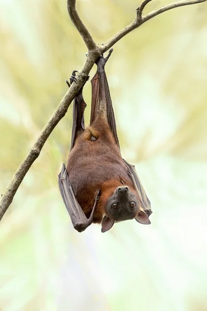 Balade nature : Le monde des chauves-souris