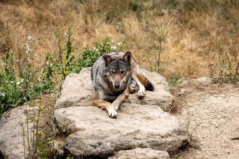 Journée mondiale des animaux au Parc du Thot