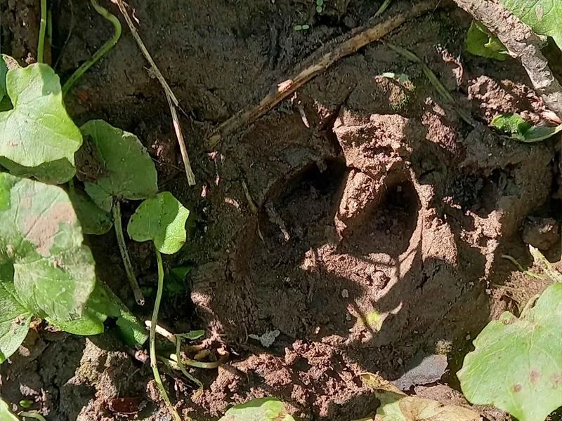 Traces et indices dans le Sanctuaire de nature 