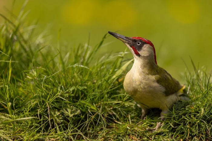 Deux jours pour photographier la faune sauvage de Picardie