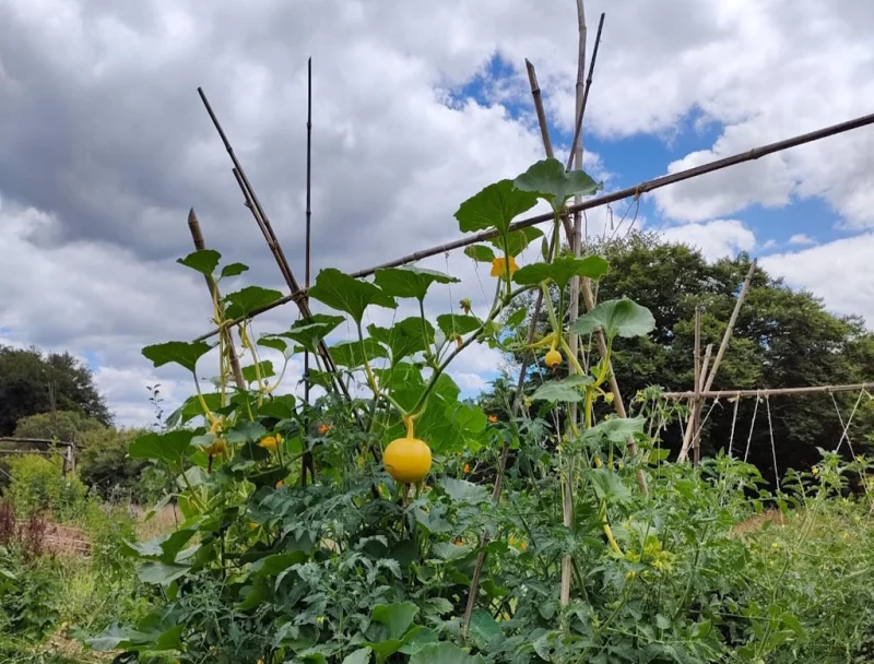 Initiez-vous à la permaculture à St-Laurent-les-Eglises - Septembre