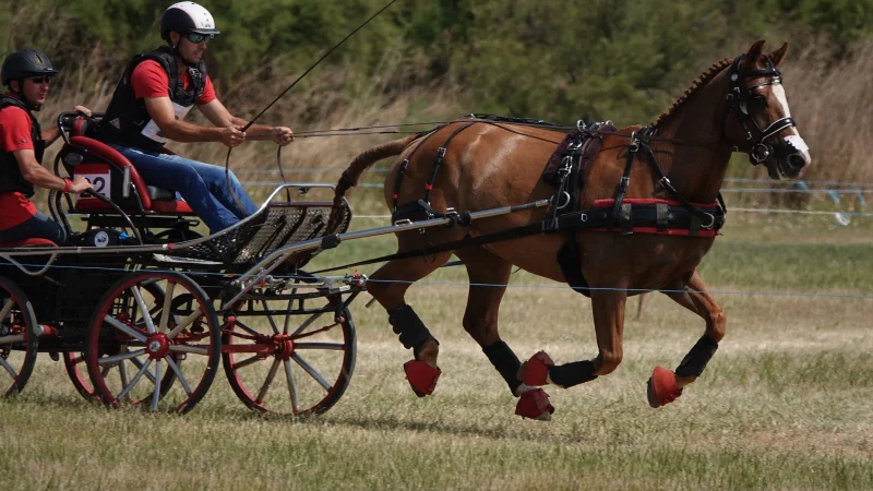 Concours d'attelage club élite