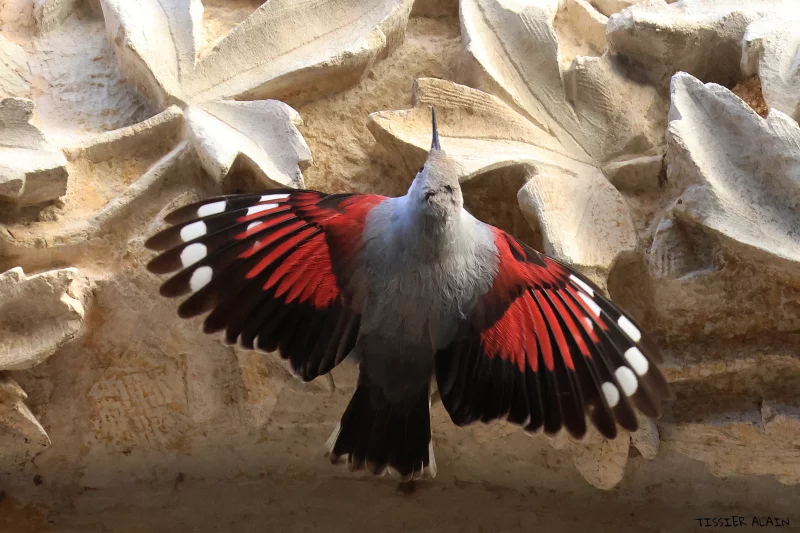Expo photo : Oiseaux et mammifères du Berry