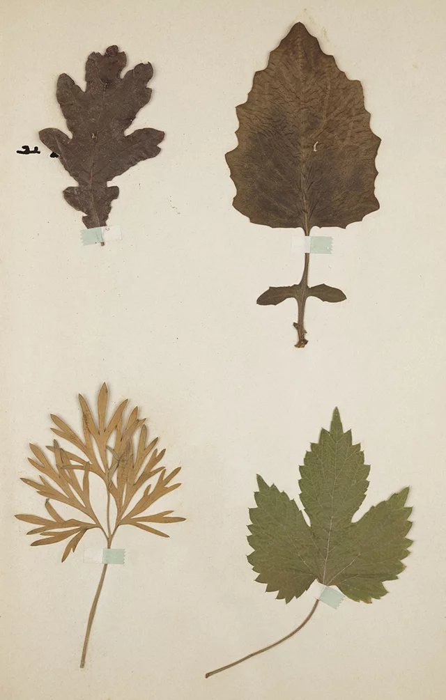 Réaliser son herbier - Atelier famille