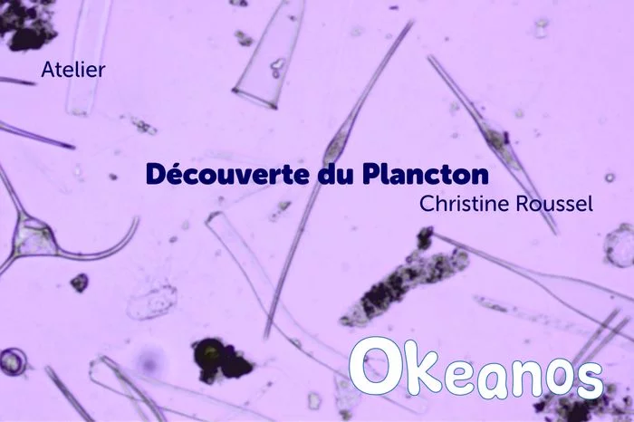 Atelier « Découverte du plancton »