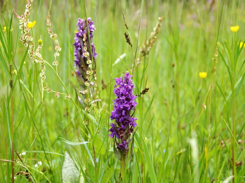 Découverte des orchidées