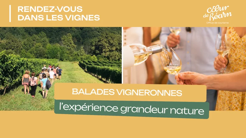 Balade vigneronne : Le Dôme
