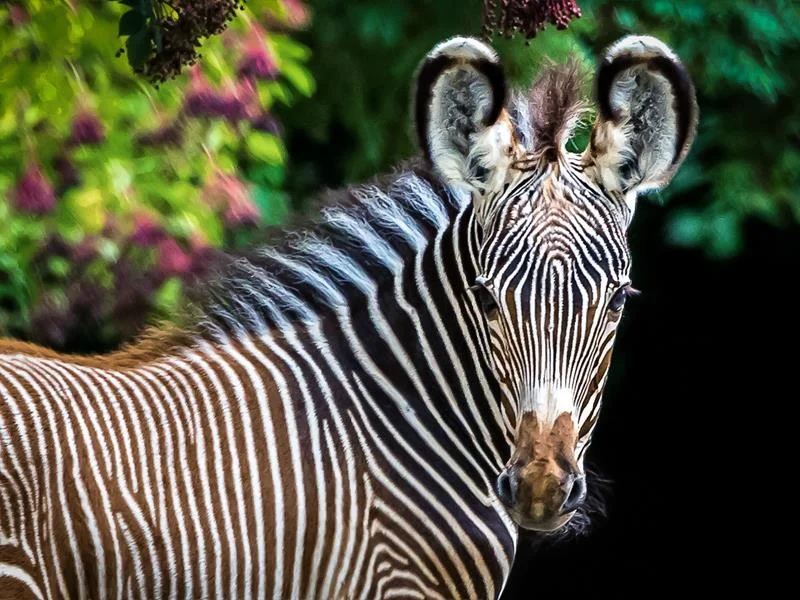 Journée découverte de la conservation au zoo de Mulhouse