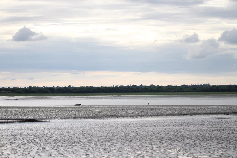 Baie des Veys : ses oiseaux, ses phoques